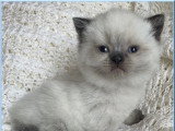 Réservation de 2 chatons British Shorthair LOOF nés en avril 2026