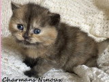 Réservation de 2 chatons British Shorthair LOOF nés en avril 2026