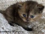 Réservation de 2 chatons British Shorthair LOOF nés en avril 2026