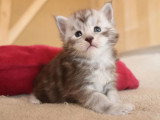 5 chatons Maine Coon LOOF  nés avril 2026 à réserver
