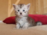 5 chatons Maine Coon LOOF  nés avril 2026 à réserver