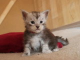 5 chatons Maine Coon LOOF  nés avril 2026 à réserver