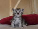 5 chatons Maine Coon LOOF  nés avril 2026 à réserver