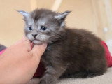 5 chatons Maine Coon LOOF  nés avril 2026 à réserver