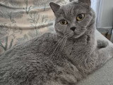 Chatte adulte Scottish Straight à donner