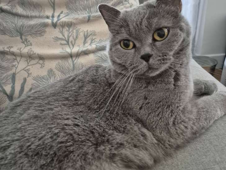 Chatte adulte Scottish Straight à donner