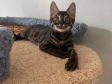 Chaton femelle Bengal brown tabby charcoal rosettes LOOF de janvier 2026 à vendre