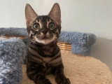 Chaton femelle Bengal brown tabby charcoal rosettes LOOF de janvier 2026 à vendre