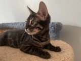 Chaton femelle Bengal brown tabby charcoal rosettes LOOF de janvier 2026 à vendre