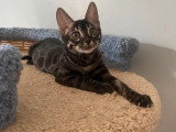 Chaton femelle Bengal brown tabby charcoal rosettes LOOF de janvier 2026 à vendre