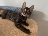 Chaton femelle Bengal brown tabby charcoal rosettes LOOF de janvier 2026 à vendre