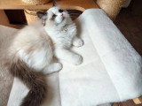 Deux chatons femelles Ragdoll LOOF de janvier 2026 en vente