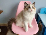 Deux chatons femelles Ragdoll LOOF de janvier 2026 en vente