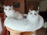 Deux chatons femelles Ragdoll LOOF de janvier 2026 en vente