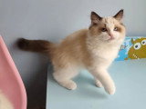 Deux chatons femelles Ragdoll LOOF de janvier 2026 en vente