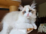 Deux chatons femelles Ragdoll LOOF de janvier 2026 en vente
