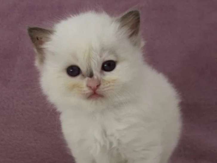 Portée de 6 chatons Ragdoll bicolores à réserver inscrits au LOOF