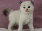 Portée de 6 chatons Ragdoll bicolores à réserver inscrits au LOOF
