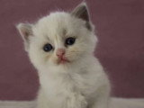 Portée de 6 chatons Ragdoll bicolores à réserver inscrits au LOOF