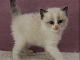 Portée de 6 chatons Ragdoll bicolores à réserver inscrits au LOOF