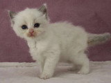 Portée de 6 chatons Ragdoll bicolores à réserver inscrits au LOOF