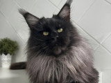 Chat Maine Coon black smoke pour saillie LOOF champion de France