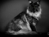 Chat Maine Coon black smoke pour saillie LOOF champion de France