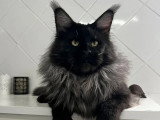 Chat Maine Coon black smoke pour saillie LOOF champion de France