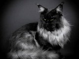 Chat Maine Coon black smoke pour saillie LOOF champion de France