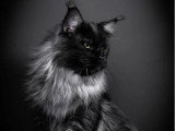 Chat Maine Coon black smoke pour saillie LOOF champion de France