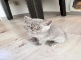 Chatons de type British Shorthair à vendre (1 femelle & 1 mâle)
