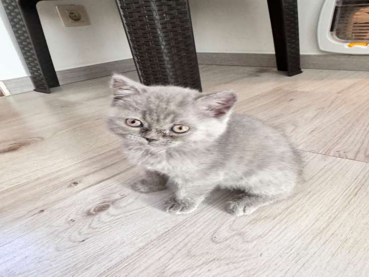 Chatons de type British Shorthair à vendre (1 femelle & 1 mâle)