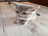 Chatons de type British Shorthair à vendre (1 femelle & 1 mâle)