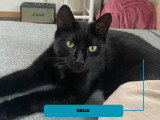 Belle, jeune chatte noire à adopter en association