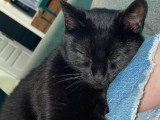Belle, jeune chatte noire à adopter en association