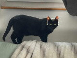 Belle, jeune chatte noire à adopter en association