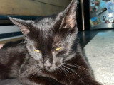 Belle, jeune chatte noire à adopter en association