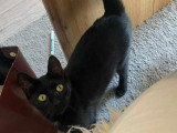 Belle, jeune chatte noire à adopter en association
