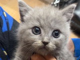 Chatons de type Brazilian Shorthair à vendre (1 femelle & 2 mâles)