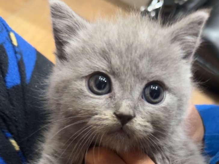 Chatons de type Brazilian Shorthair à vendre (1 femelle & 2 mâles)