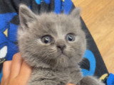 Chatons de type Brazilian Shorthair à vendre (1 femelle & 2 mâles)