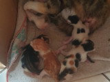 Chatons croisés à donner (2 femelles & 2 mâles)
