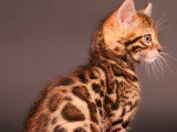Chaton Bengal à vendre