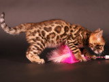 Chaton Bengal à vendre