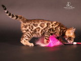 Chaton Bengal à vendre