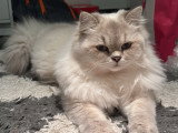 Chatte Scottish Straight cherche mâle pour saillie à Nice