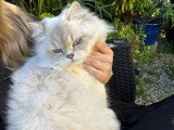 Chatte Scottish Straight cherche mâle pour saillie à Nice