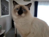 Mâle Sacré de Birmanie LOOF disponible pour saillie