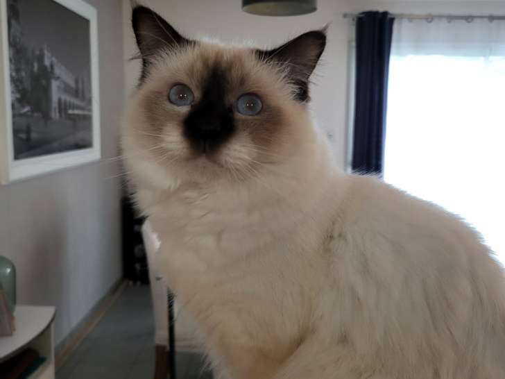 Mâle Sacré de Birmanie LOOF disponible pour saillie