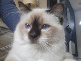 Mâle Sacré de Birmanie LOOF disponible pour saillie